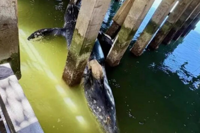 San Francisco Körfezi’nde ölü balinalar alarm veriyor