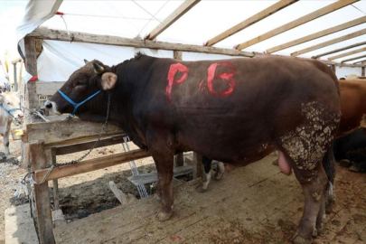 Bolu Belediyesi'ne yönelik operasyonda yeni detaylar! 'Kurban bağışı' adı altında vurgun iddiası...