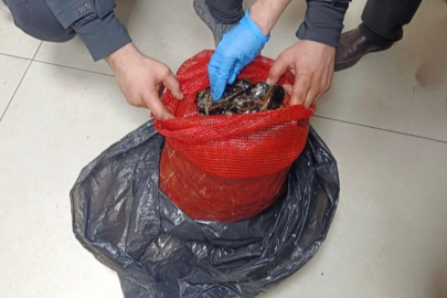 Bursa'da 'midye' operasyonu! Tonlarca ele geçirildi...