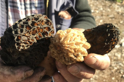 Kilosu 1500 TL: Günde 6 kg bulan var! Herkes katılıyor...