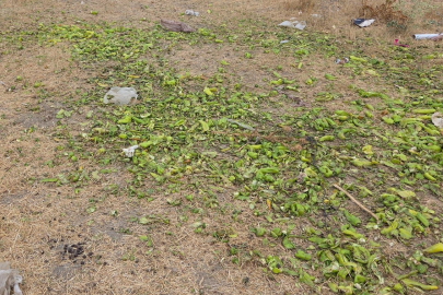 Ticaret Bakanlığı'ndan Bursa'daki  biber görüntülerine yalanlama