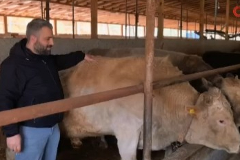 Bursa'da 1,1 tonluk kurbanlık boğa ‘Paşa’ 500 bin TL'den satışa çıkarıldı