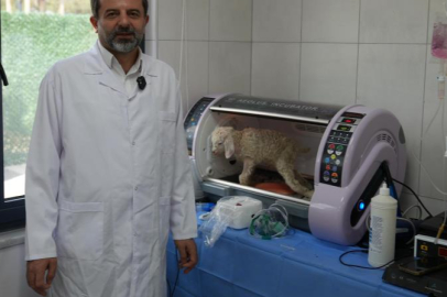 Bursa Gürsu Butik Hayvanat Bahçesi yeni sakinlerini ağırlıyor