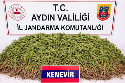 Aydın'da zeytin bahçesindeki sera içerisinde 208 kök Hint keneviri ele geçirildi