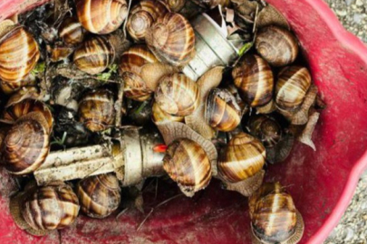 Bolu’da kaçak toplanan 16 kilogram salyangoz ele geçirildi