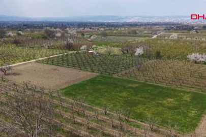 Bursa'da meyve ağaçlarının çiçek açtığı bahçeler dronla görüntülendi