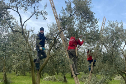 Bursa Orhangazi Belediyesi'nden zeytinliklerde üretim hamlesi