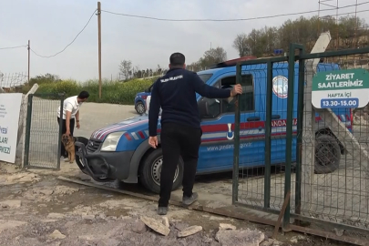 Yalova'daki barınakta köpek ölümleriyle ilgili soruşturma