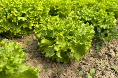 Bursa'da 35 liraya tarladan satılan marul yüzleri güldürdü