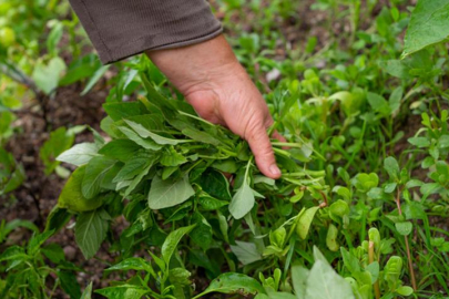Dünyanın en sağlıklı yeşilliği belli oldu! Yol kenarında yetişiyor