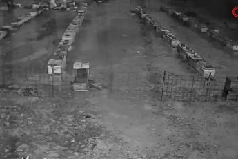 Bursa Uludağ’da ayı alarmı! Kovanlara saldırdılar...