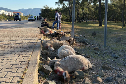 Muğla'da motosiklet koyun sürücünün arasına daldı; sürücü yaralandı, 8 koyun öldü