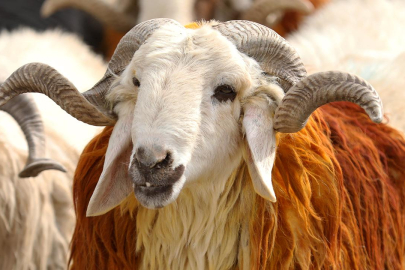 Vekalet yoluyla kurban kesim bedelleri belirlendi