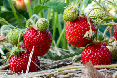 Bursa’da çilek fidesi tartışması büyüyor: Mecliste sert sözler, adli süreç gündemde