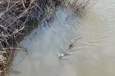 Bursa'da deredeki su samuru şaşırttı