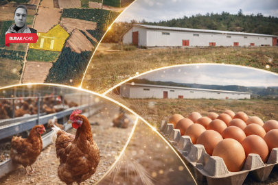 Bursa’da dev tavukçuluk yatırımı için kritik süreç başladı: Kapasite 17 kat artacak...