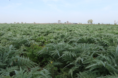 Bursa'daki ata toprağında enginar üretiyor