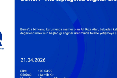 Bursa'daki ata toprağında enginar üretiyor