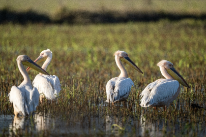 Bursa Karacabey'de taşkın alanları göçmen kuşların "cenneti" oldu