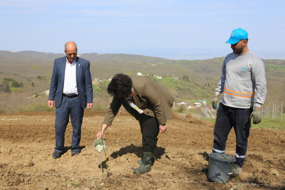 Bursa Nilüfer’de atıl araziler bereketleniyor! Yüzlerce fidan dikildi