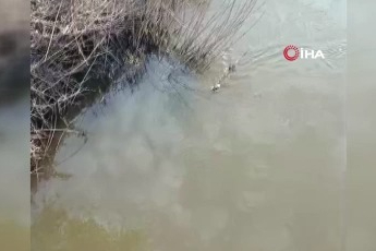 Bursa'da deredeki su samuru şaşırttı