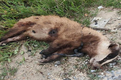 Aydın'da nesli tehlike altında olan Avrupa porsuğu silahla öldürüldü