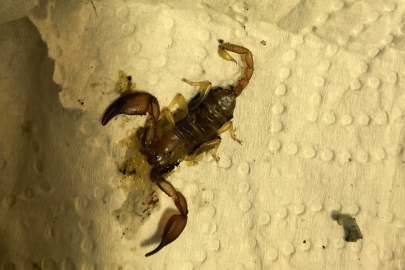 Bursa'da akrep sokan kadın hastanelik oldu!