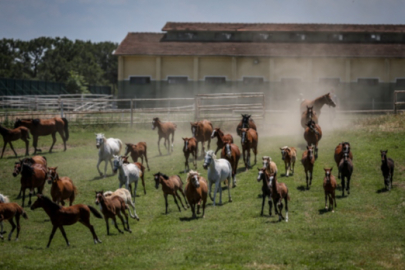 Bursa'daki milyonluk safkan Arap taylarının satış tarihleri belirlendi