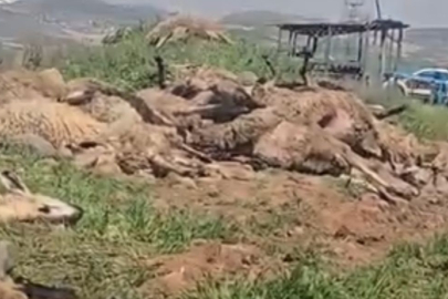 Malatya'da küçükbaş hayvan yüklü tır devrildi: 2 kişi yaralandı, 80 koyun telef oldu