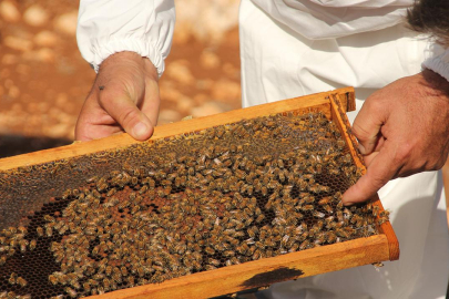 Uygunsuz balın piyasaya girişi engellenecek