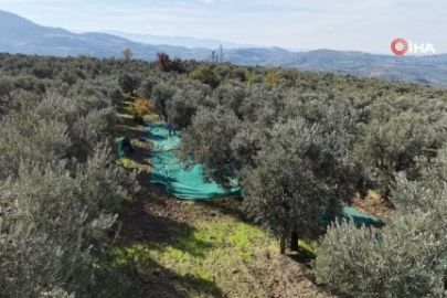 Bursa ovalarında su stresi artıyor! Bir kilogram zeytin için 6798 litre...