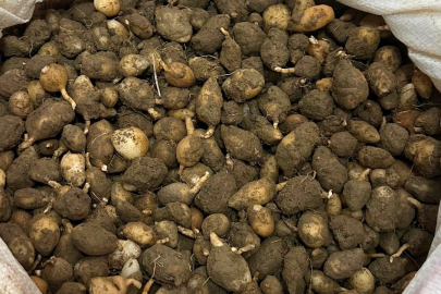 Kocaeli'de Nesli tehlike altındaki bitkinin yumrularını söken kişiye yarım milyonluk ceza