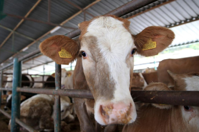 'Kurban Tebliği' Resmi Gazete'de yayımlandı