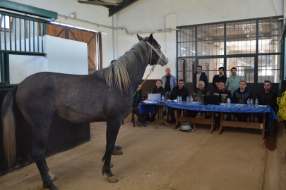 TİGEM Bursa'daki safkan Arap elit ve koşu taylarının seçimini tamamladı