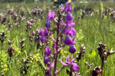 İzinsiz salep orkidesi toplayan kişiye 699 bin lira ceza