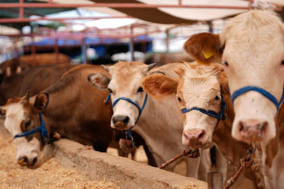 Kurban satış ve kesim yerlerinde yönelik tedbirler artırıldı