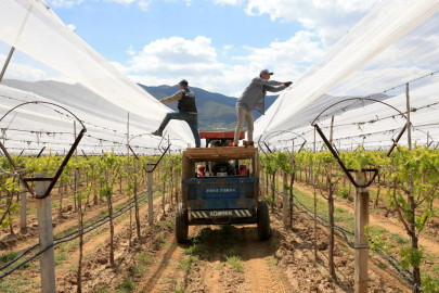 Üzüm bağları "dolu tülü" ile korumaya alındı