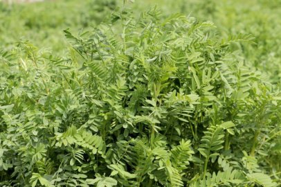 Yerli korunga "NKÜ Efsane" adıyla tescillendi