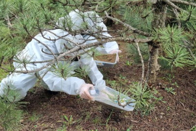 Doğanın sessiz kahramanları Bursa'da görev başında