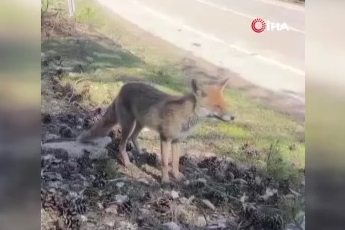 Bursa'da aç kalan tilkiler insanların yanına geldi