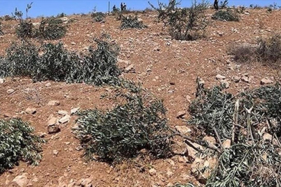 İşgal altındaki Ramallah'ta zeytinliklere saldırı