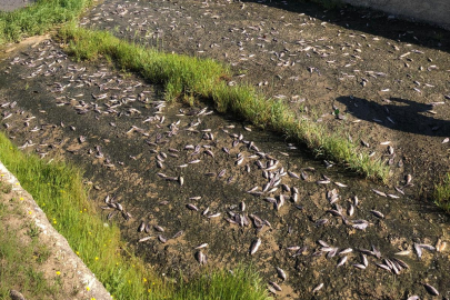 Tekirdağ'da gölde toplu balık ölümleri yaşandı