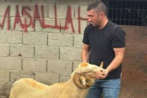 Balıkesir Burhaniye’de kurbanlıklar satışa çıktı