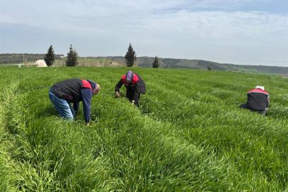 Bursa’da buğday alarmı! 20 Nisan’da başladı, tarlalarda kritik mücadele sürüyor