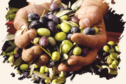 Bursa’da zeytinde yeni dönem başlıyor! 1 Temmuz’dan sonra her şey değişecek