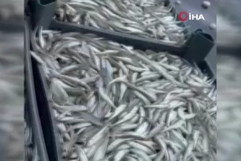 Yüz güldürüyor: Bursa İznik gölü’nde gümüş balığı sezonu açıldı!