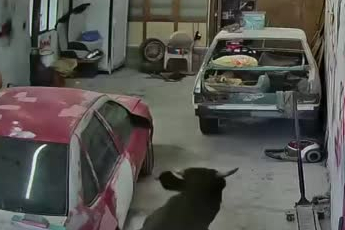 Ankara'da  ahırdan kaçan danalar oto tamirciyi bastı