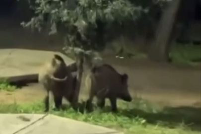 Bursa'da domuzlar piknik alanlarına indi!