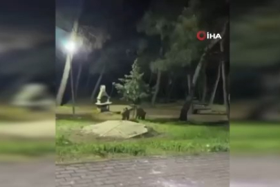 Bursa'da domuzlar piknik alanlarına indi!