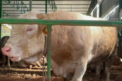 Bursa'da kurban hareketliliği! 1 tonluk kurbanlık...